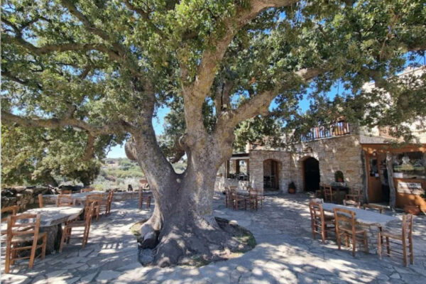 naxos local food-22