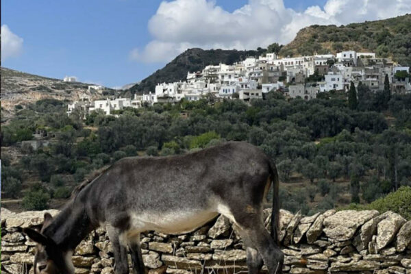 naxos local food-23